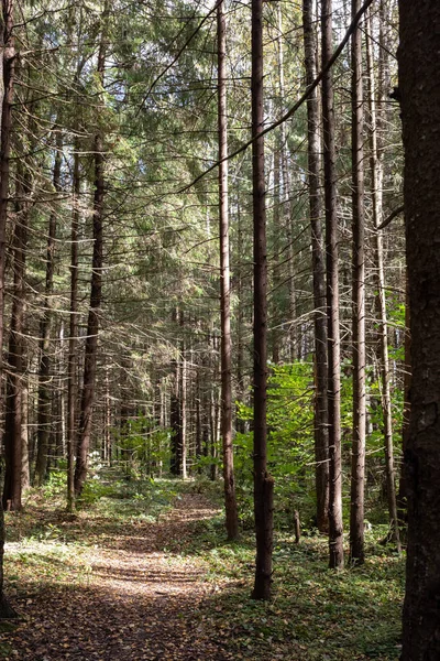 Μονοπάτι Στο Δάσος Παλιό Πευκοδάσος — Φωτογραφία Αρχείου