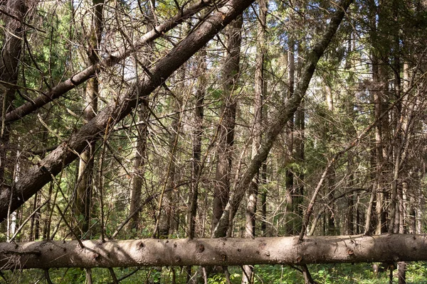 Πτώση Στο Δάσος Παλιό Πευκοδάσος — Φωτογραφία Αρχείου