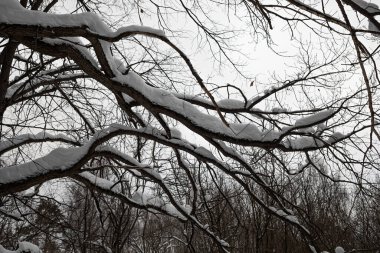 karla kaplı dallar, kış manzarası