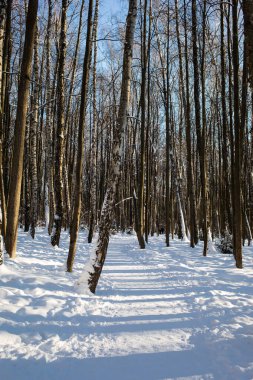 Kış ormanı boyunca yol, soğuk güneşli hava