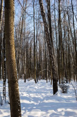 Karda kış ormanı, güneşli hava