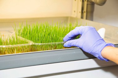 Büyüyen mikro gıdalar, sağlıklı yiyecekler.