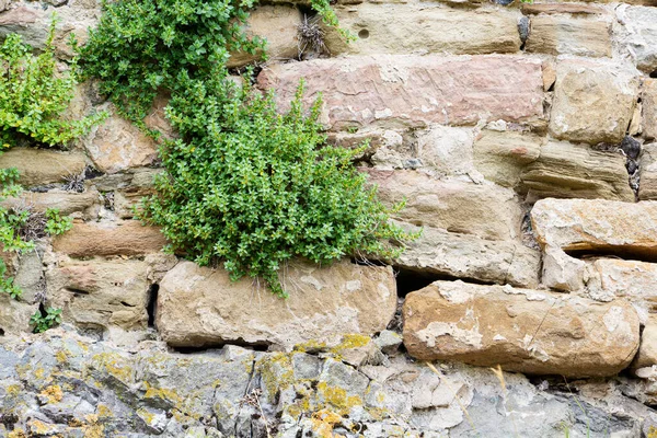墙内有植物的野生石墙 景观设计 — 图库照片