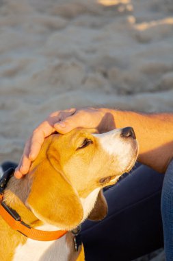 Bir Beagle köpeğinin yakın çekimi ve başını okşayan bir adamın elleri. Aşk, sevgi.