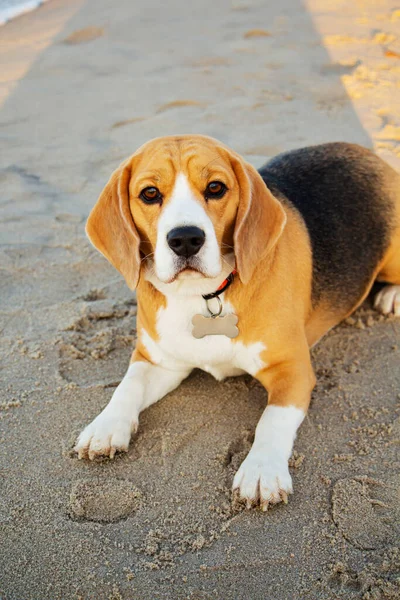 Photo Chien Aigle Généalogique Avec Collier Assis Sur Sable Bord — Photo