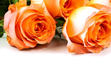 Sevgililer Günü için arka plan, 8 Mart, Anneler Günü, pembe güllerle. Kopyalamak için boşluk olan beyaz bir arkaplanda izole edilmiş.