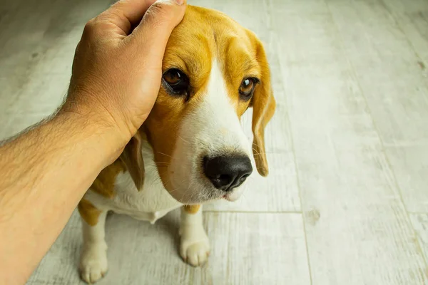 Primer Plano Perro Beagle Las Manos Hombre Acariciando Cabeza Amor —  Fotos de Stock