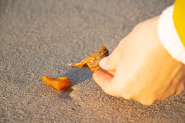 Kum üzerinde kehribar. El bir parça taş reçine alır. Bir el, kumdan güzel bir kehribar parçası alıyor.