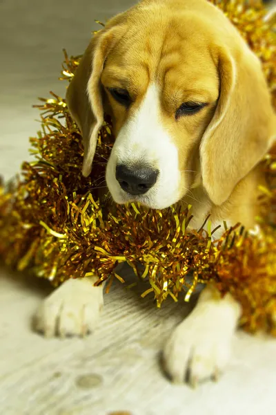 Beautiful Beagle Dog New Year Decoration Sitting Anticipation Holiday — Stock Photo, Image