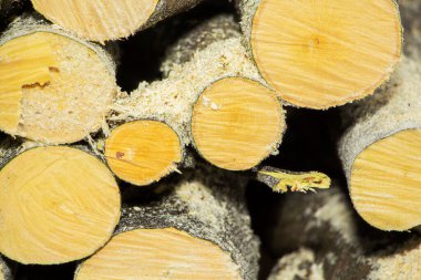 Kuru odunların arka planı, üst üste istiflenmiş kütükler..