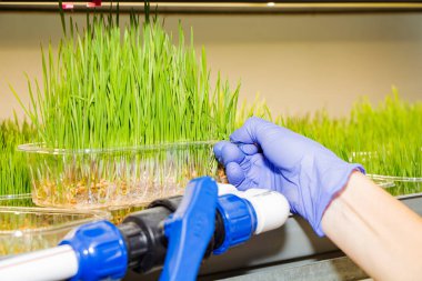 Büyüyen mikro gıdalar, sağlıklı yiyecekler.