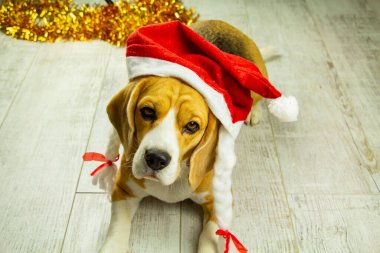 Güzel bir av köpeği, Yeni Yıl dekorasyonunda, tatil beklentisiyle oturuyor..