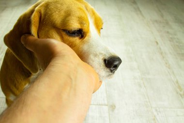 Bir Beagle köpeğinin yakın çekimi ve bir erkeğin elleri