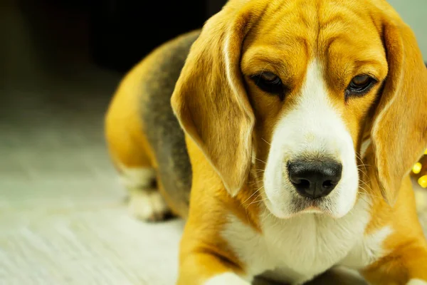 Foto de un perro beagle pura sangre con un collar, sentado en casa y esperando al dueño. —  Fotos de Stock