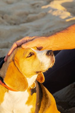 Bir Beagle köpeğinin yakın çekimi ve başını okşayan bir adamın elleri. Aşk, sevgi.