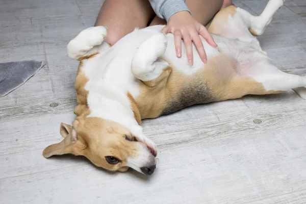 Владелец гладит собаку, собака лежит на спине и радуется. — стоковое фото