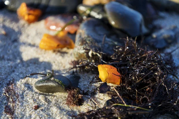 Bursztyn na drobnym piasku, piękny kawałek bursztynu z piasku. — Zdjęcie stockowe