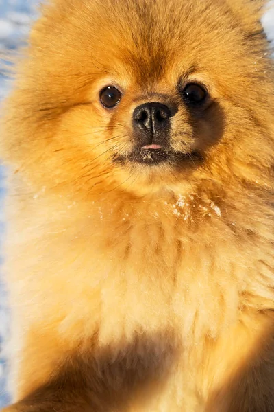 Cute Pomeranian dog portrait. Pomeranian spitz close-up. A spitz dog with an open mouth. Dog face, adorable brown Pomeranian spitz. Dog portrait — Stock Photo, Image