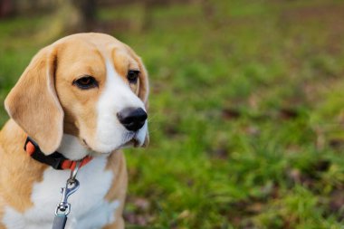 Bir Beagle köpeği düşünceli bir şekilde uzaklara bakar..