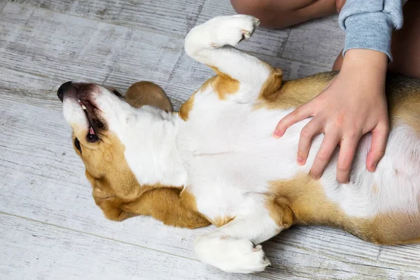 Der Besitzer streichelt den Beagle-Hund, der Hund liegt auf dem Rücken und freut sich. lizenzfreie Stockbilder