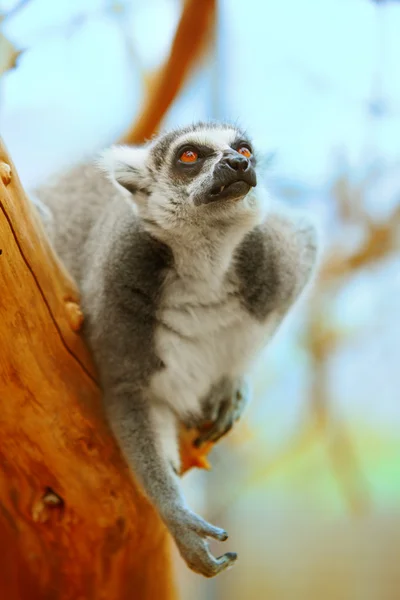 Lemur catta en un árbol — Foto de Stock