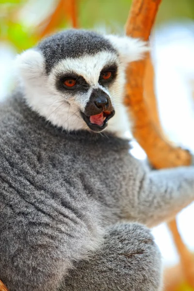 Lemur catta na drzewie — Zdjęcie stockowe