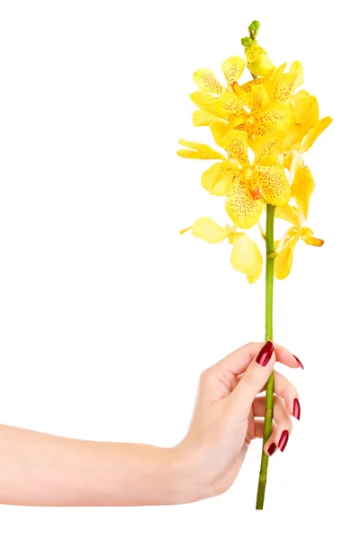 Mano con orquídea amarilla — Foto de Stock