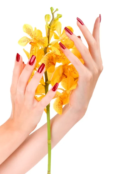 Mano con orchidea gialla — Foto Stock