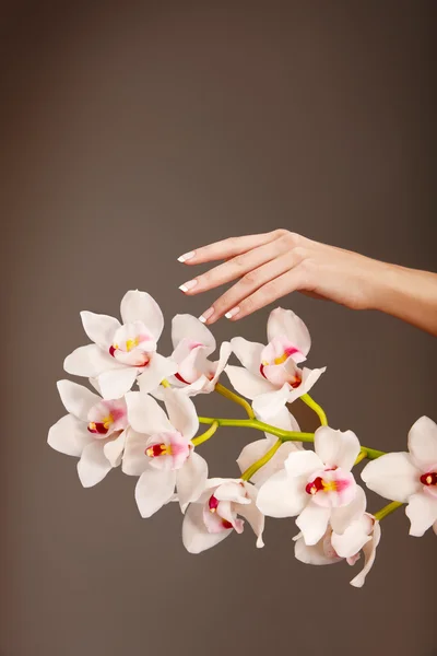 Mão e orquídea — Fotografia de Stock