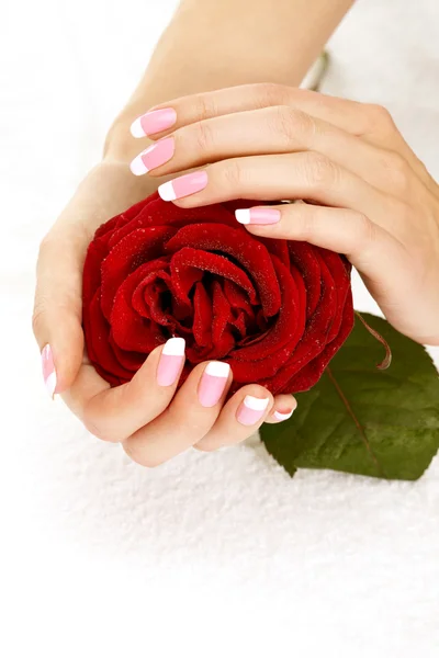 Hands with a rose Stock Photo