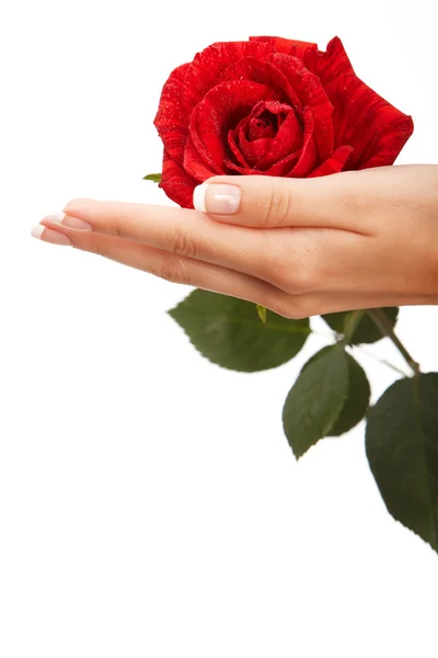 Hand and rose Stock Image