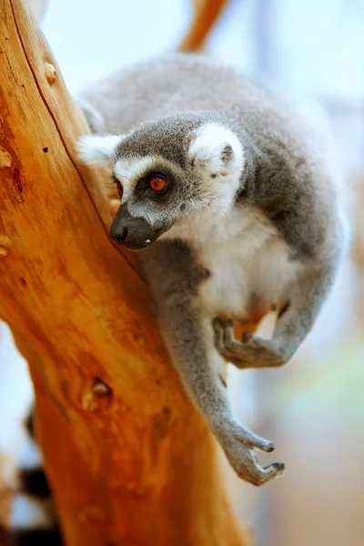 Lemur catta ağaç — Stok fotoğraf