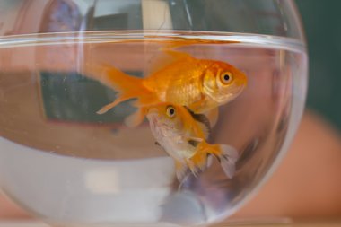 clasroom - okul için kız öğrenci