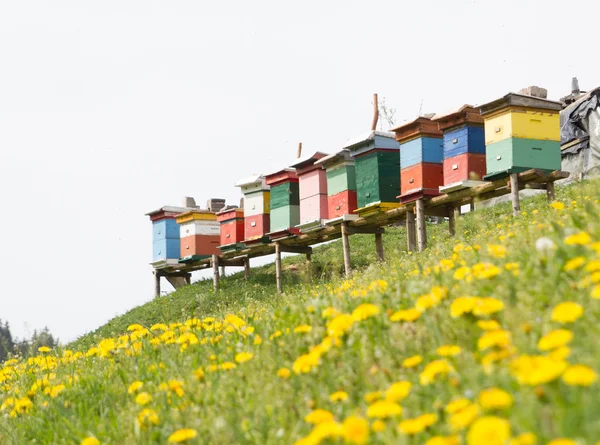 Rural wooden beehives on meadow — Stock Photo, Image