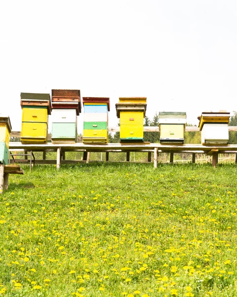 Rural wooden beehives on meadow — Stock Photo, Image