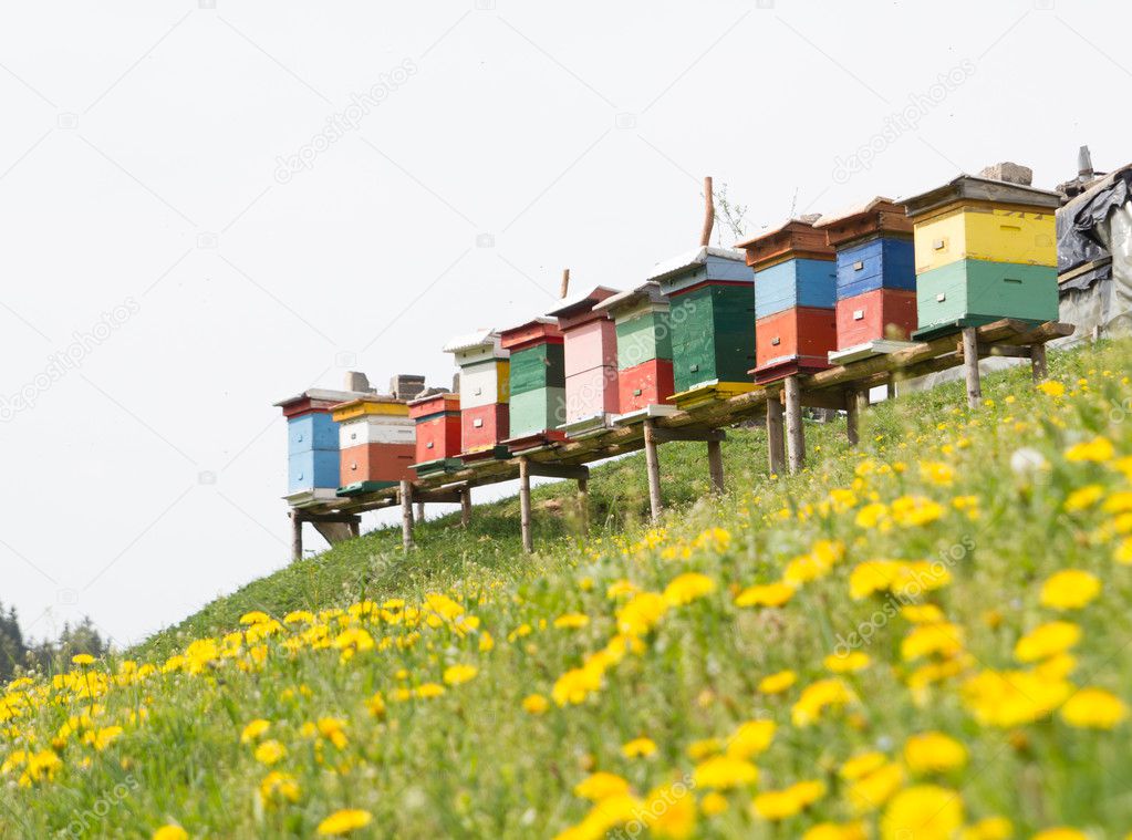 rural wooden beehives on meadow