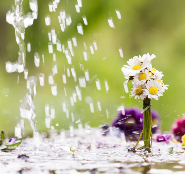 Colorful flower and drops of rain in background — Stock Photo, Image