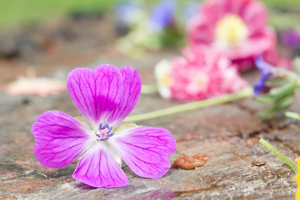 Fiore colorato — Foto Stock