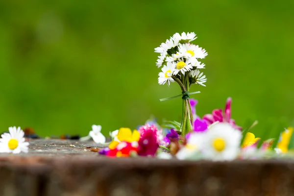 Färgstark blomma — Stockfoto