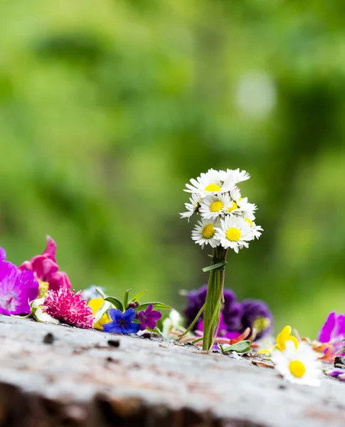 Colorful flower — Stock Photo, Image