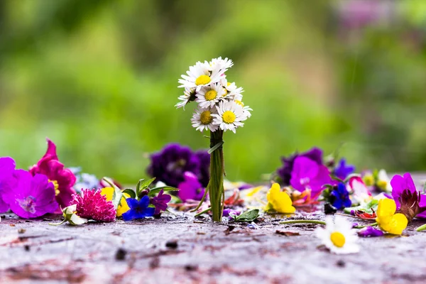 Färgstark blomma — Stockfoto