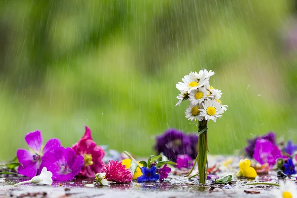 Färgglada blommor och regndropparna i bakgrunden — Stockfoto