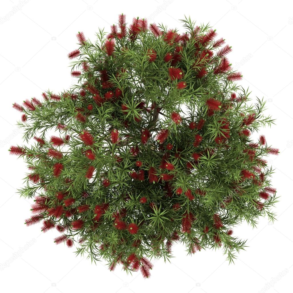 Top view of bottlebrush tree isolated on white background