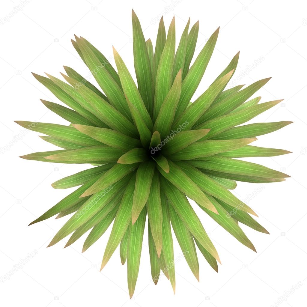 Top view of mountain cabbage palm tree isolated on white background
