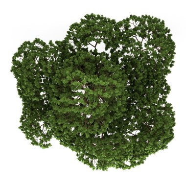 izole beyaz arka plan üzerinde Avustralya boab ağacının Üstten Görünüm