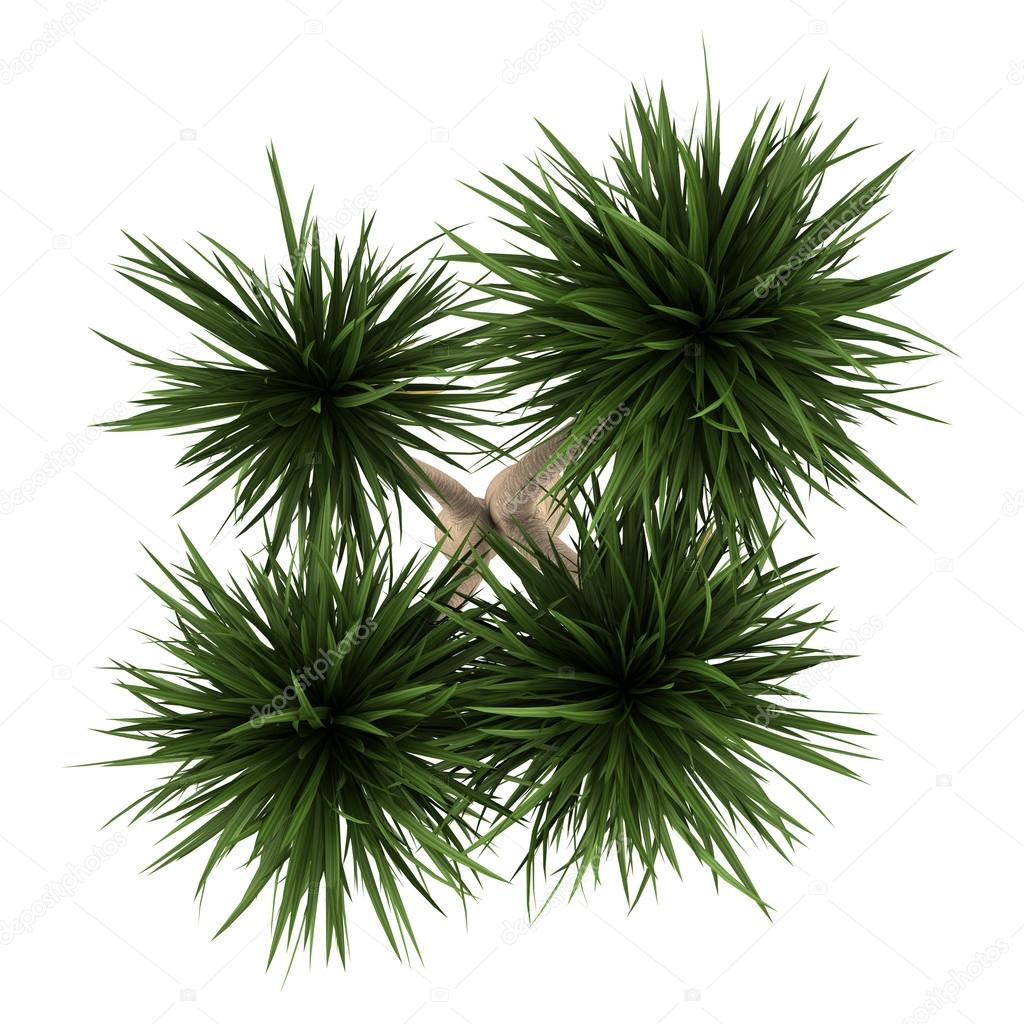 Top view of yucca palm tree isolated on white background — Stock ... for Palm Tree Top View Png
165jwn Top view of yucca palm tree isolated on white background — Stock ... for Palm Tree Top View Png
165jwn