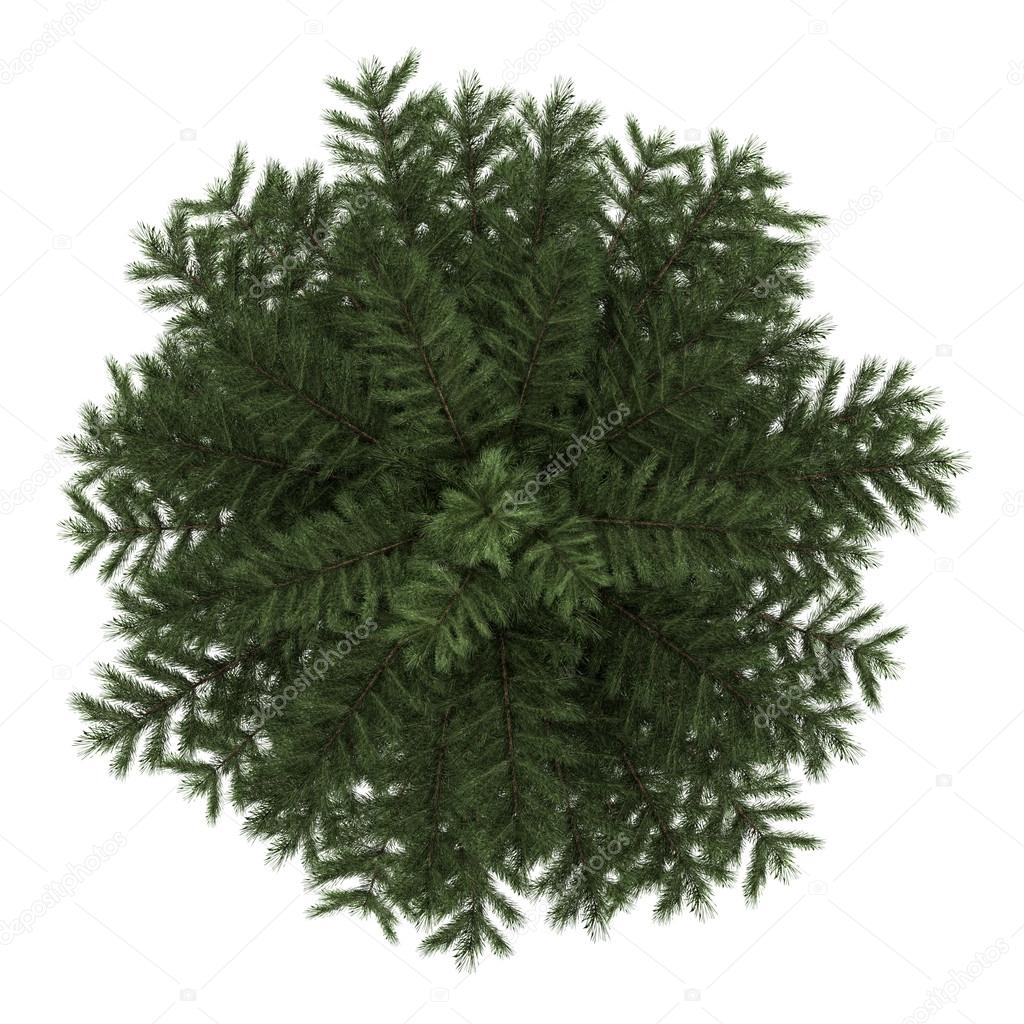 Top view of scots pine tree isolated on white background