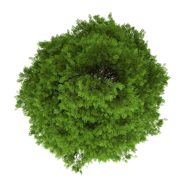 Top view of tree of heaven isolated on white background — Stock Photo, Image