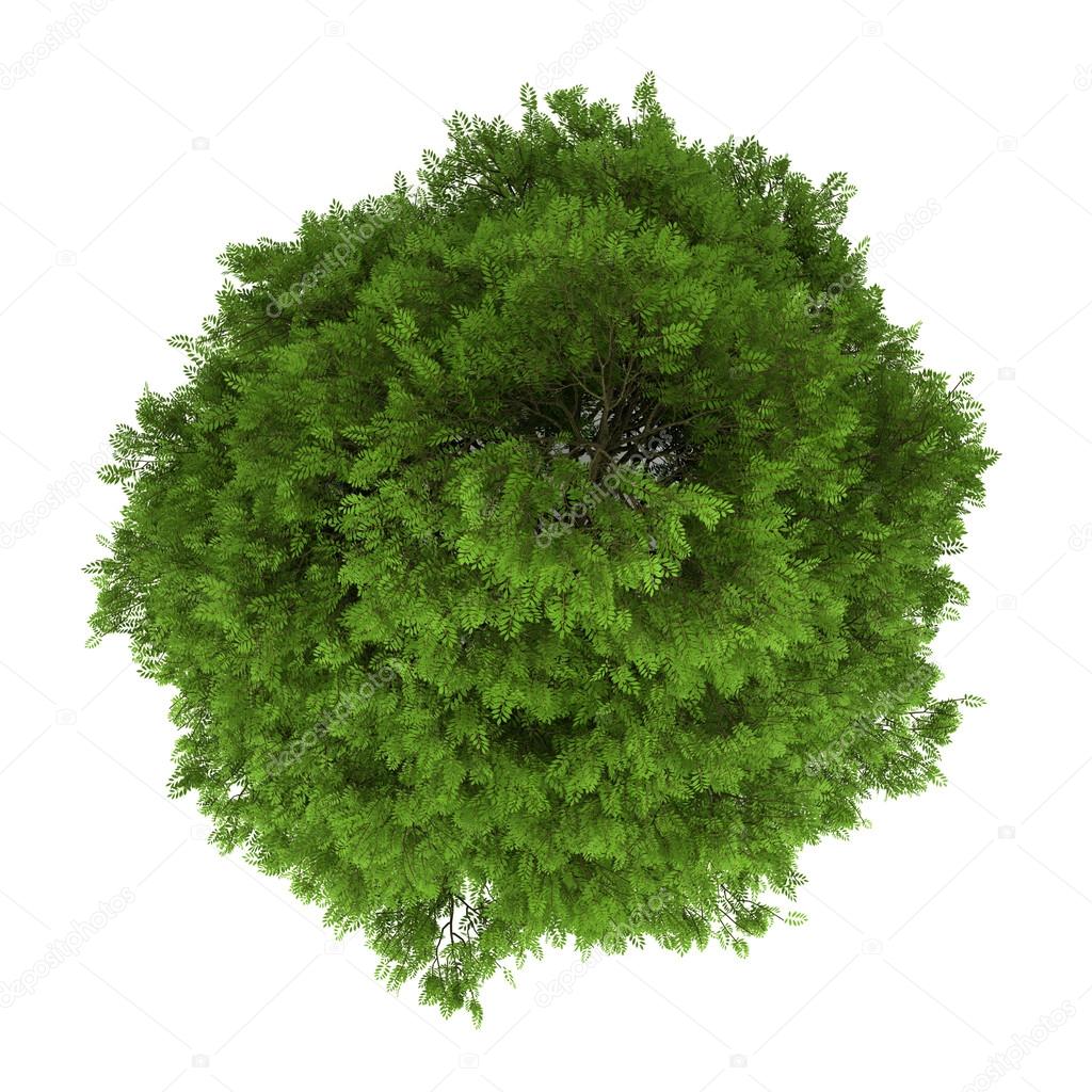 Top view of tree of heaven isolated on white background