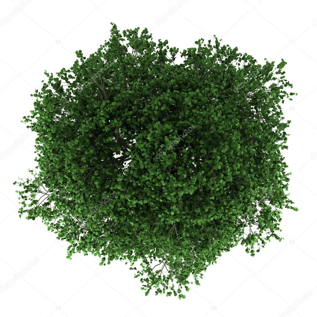 Top view of hornbeam tree isolated on white background